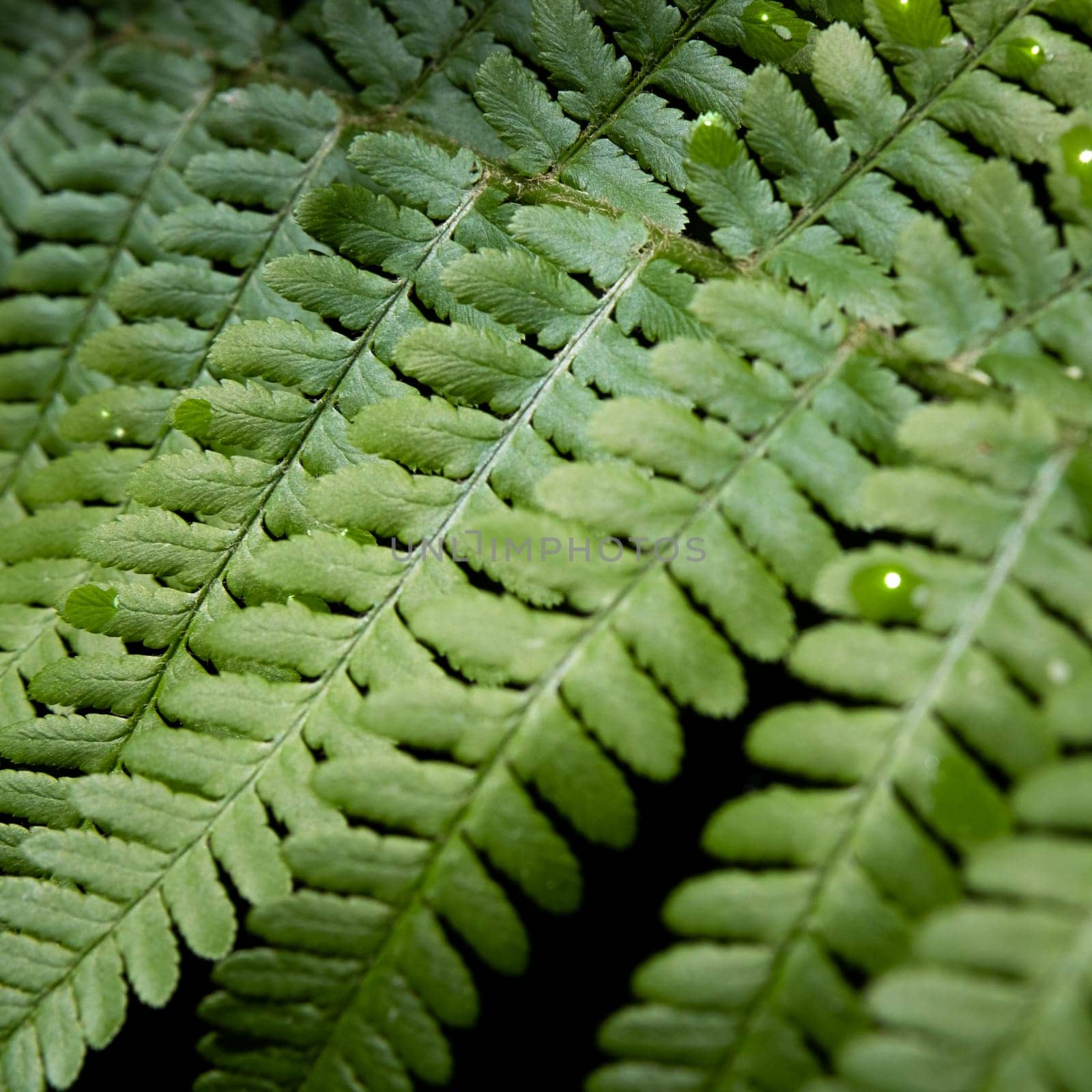 a fern green leaves with dew drops close up
