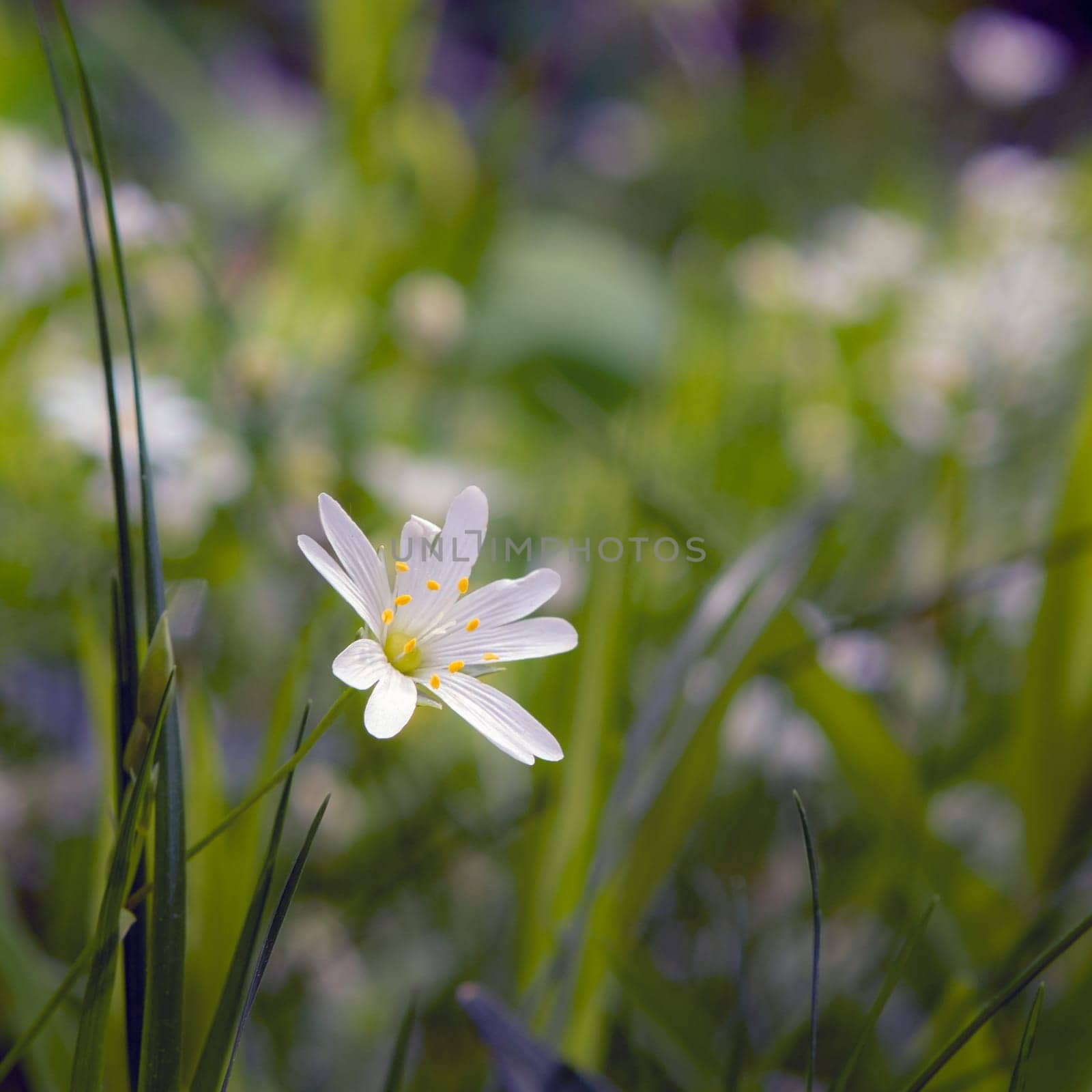 a flower of Stellaria in a forest close-up