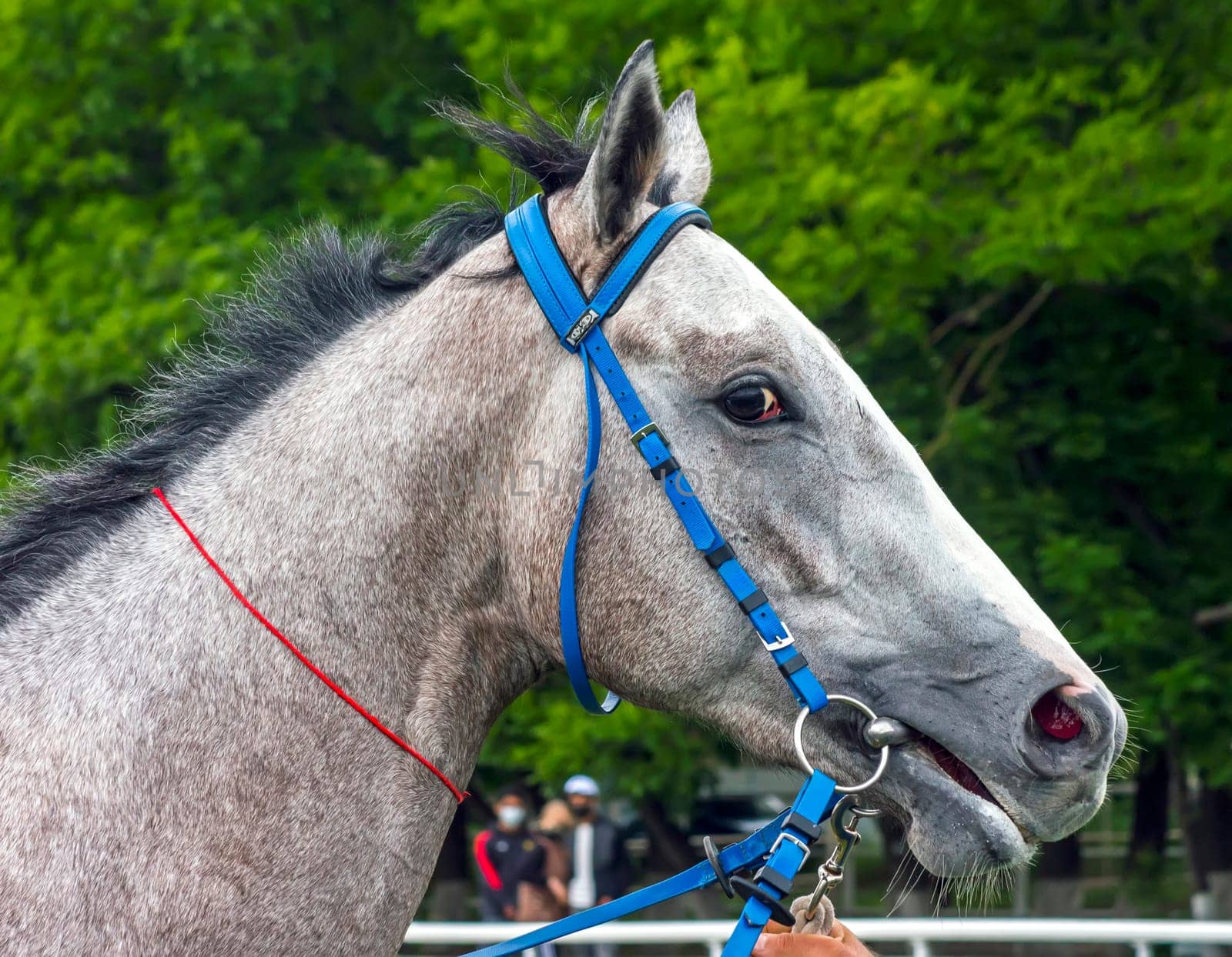 Portrait of a beautiful horse...