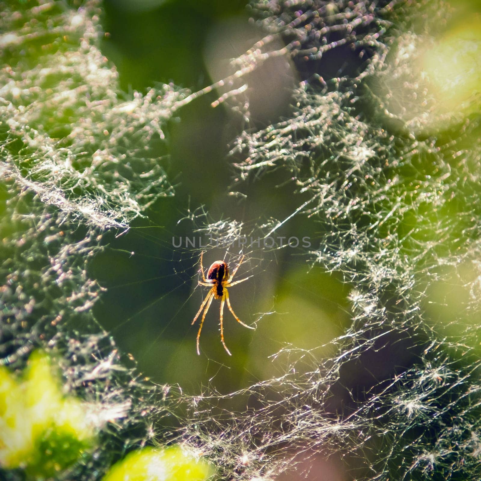 a spider and cobweb in the summer forest close up
