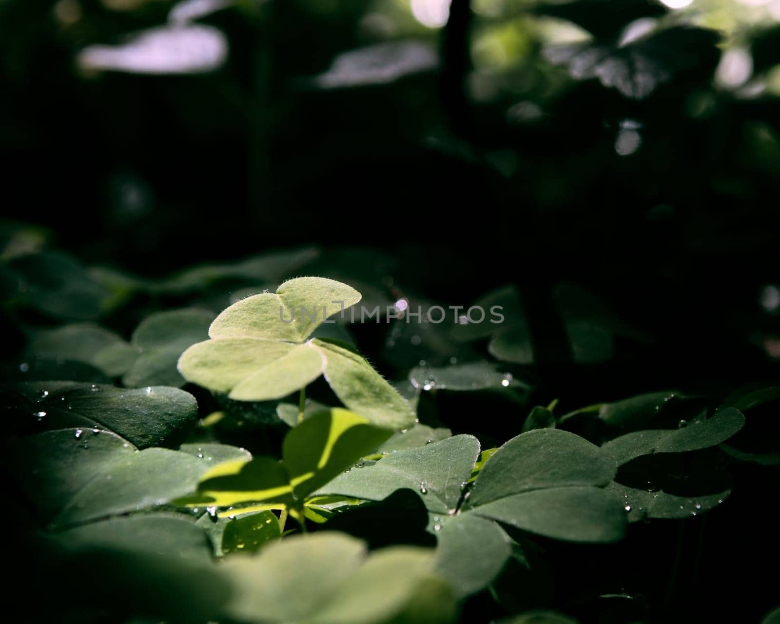 A Oxalis acetosalla close up in a forest