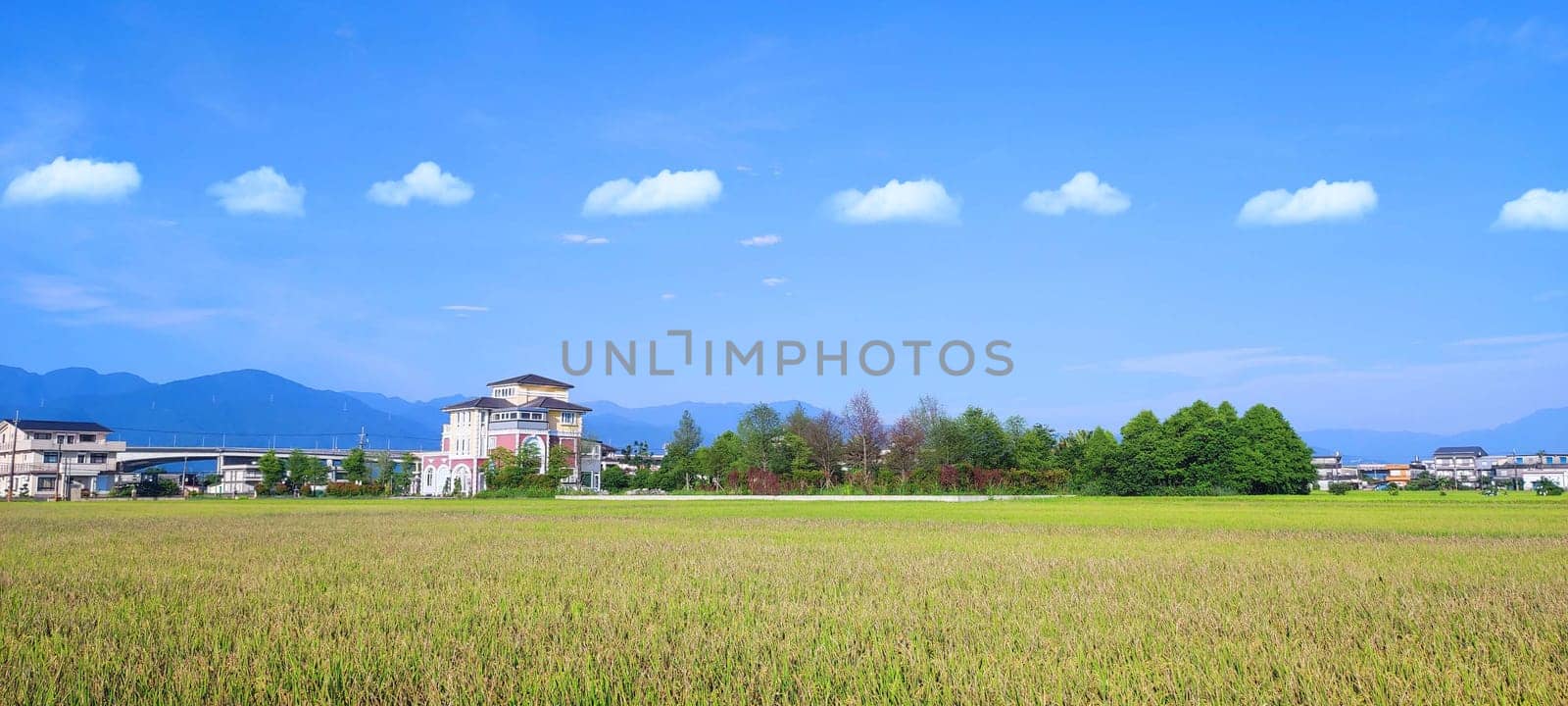 The Landscape View Of Beautiful Paddy Field With Sunrise At Brown Avenue , Chishang, Taitung, Taiwan
