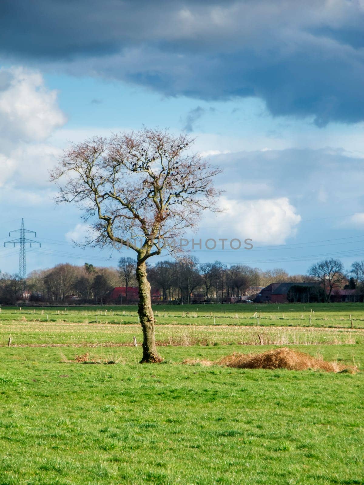 Solitary leafless tree with starlings on a green meadow in East Friesland with a cloudy sky and farmsteads in the background.