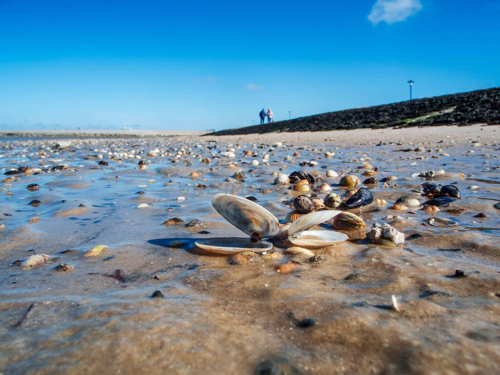 Low-angle, ground-level view of the wet beach covered with shells near Neuharlingersiel in East Friesland at low tide with a blue, cloudless sky.