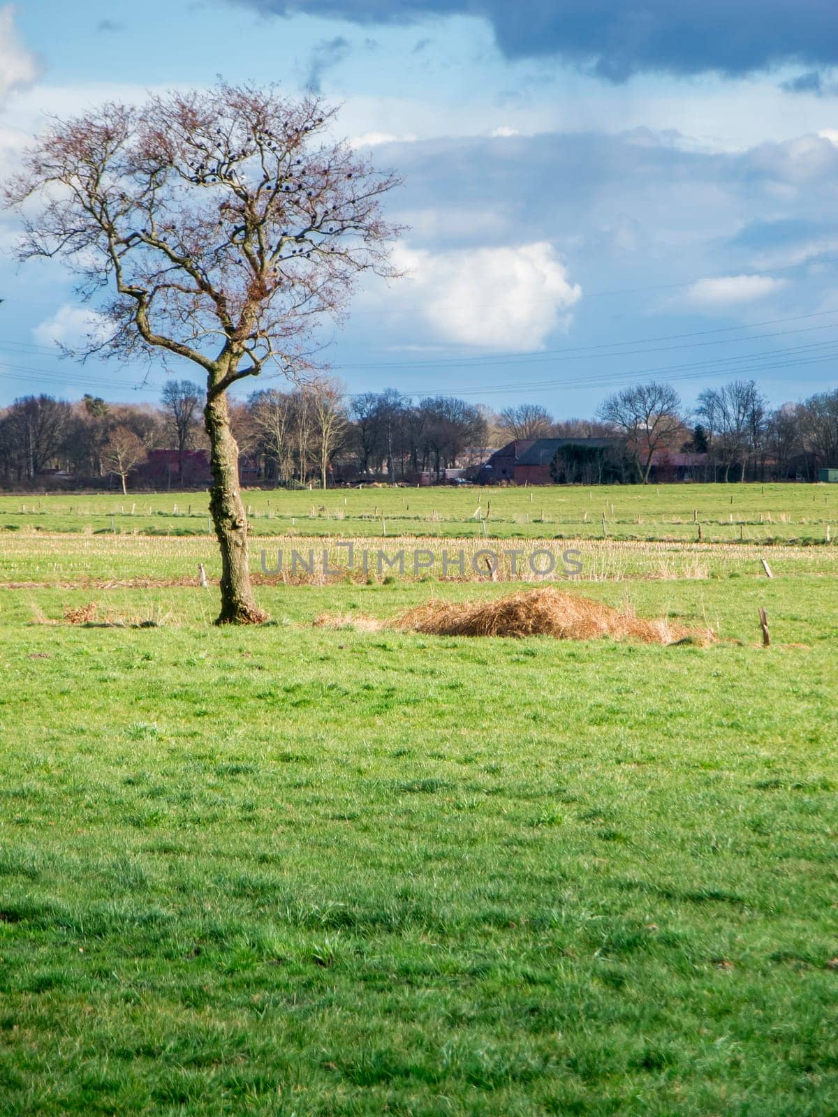 Solitary leafless tree with starling birds on a green meadow in East Friesland with a cloudy sky and farmsteads in the background.