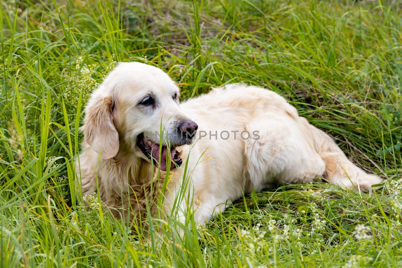Friendly Retriever senior lies on a meadow
