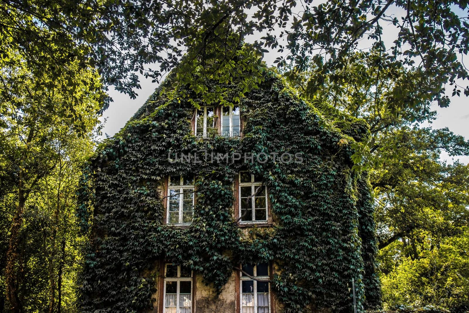 House overgrown with ivy on a facade with windows on a summer day