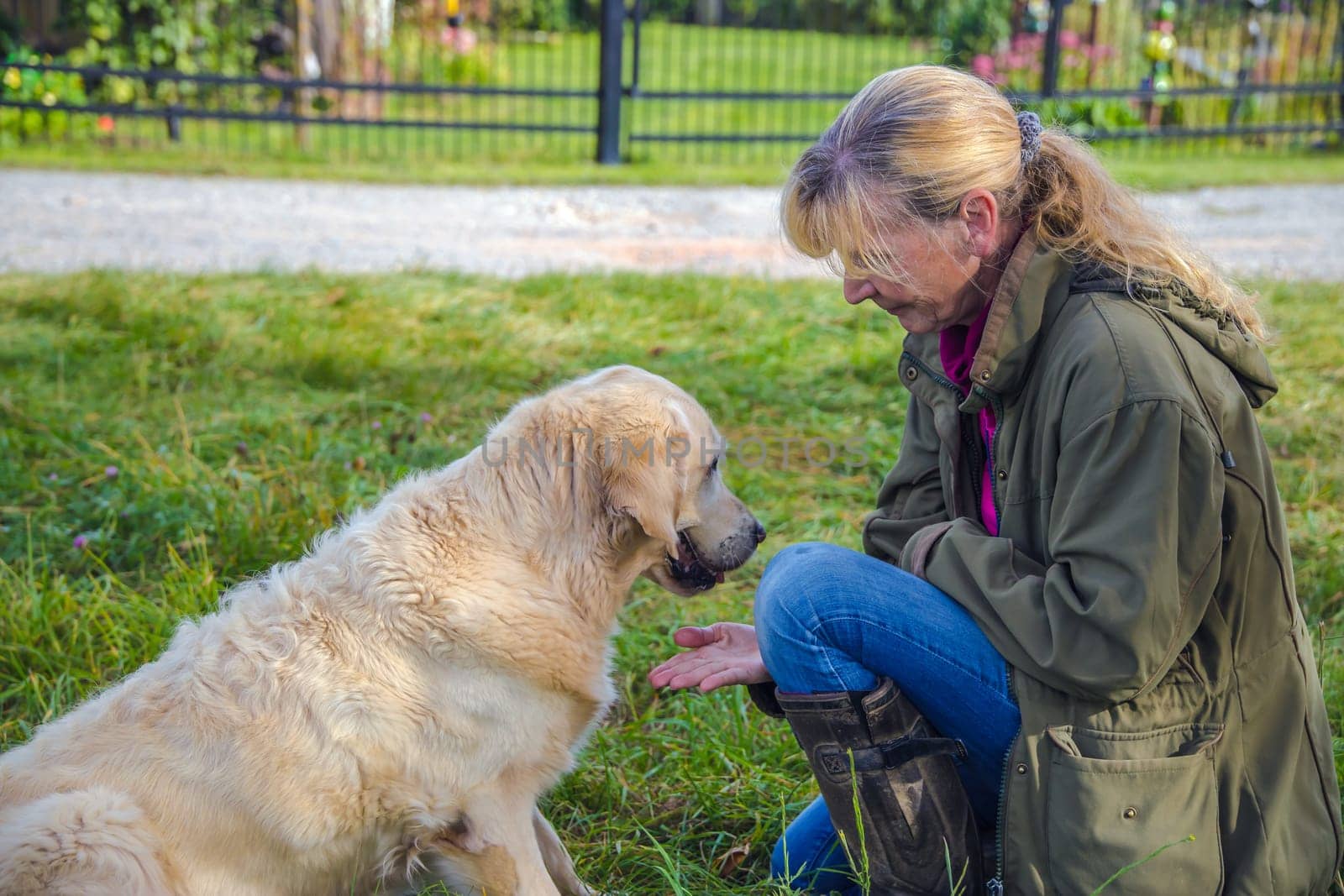Beige senior Golden Retriever gives paw to her female owner