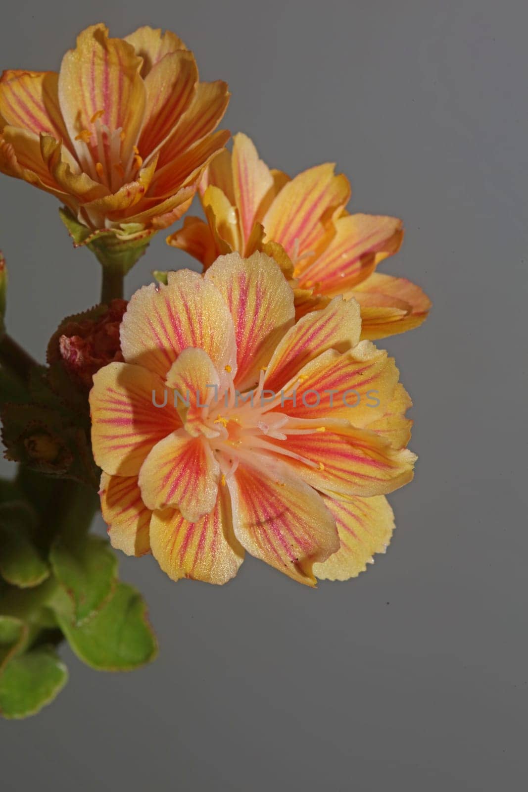 Flower blossoming close up modern botanical background lewisia cotyledon family montiaceae big size high quality prints home decoration