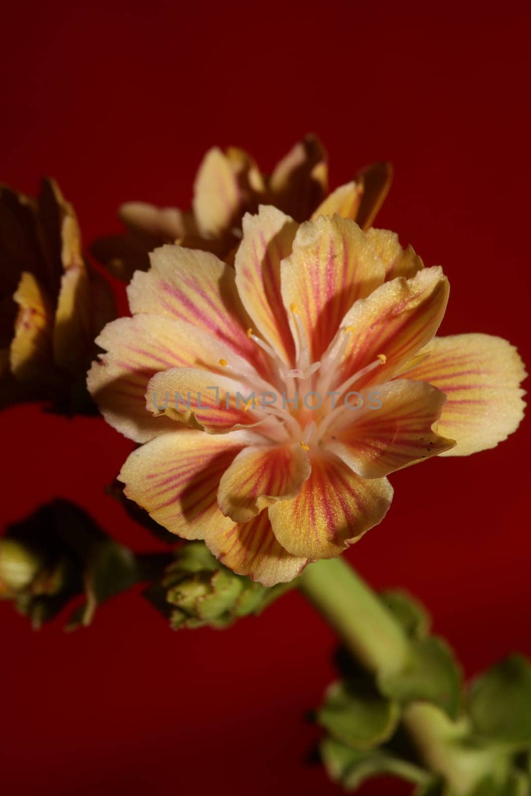 Flower blossoming close up modern botanical background lewisia cotyledon family montiaceae big size high quality prints home decoration