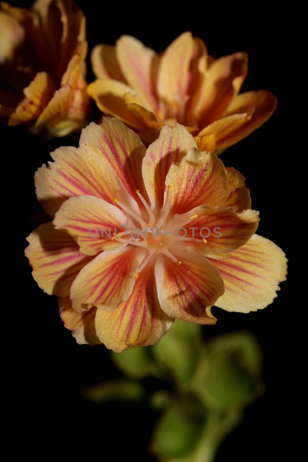 Flower blossoming close up modern botanical background lewisia cotyledon family montiaceae big size high quality prints home decoration