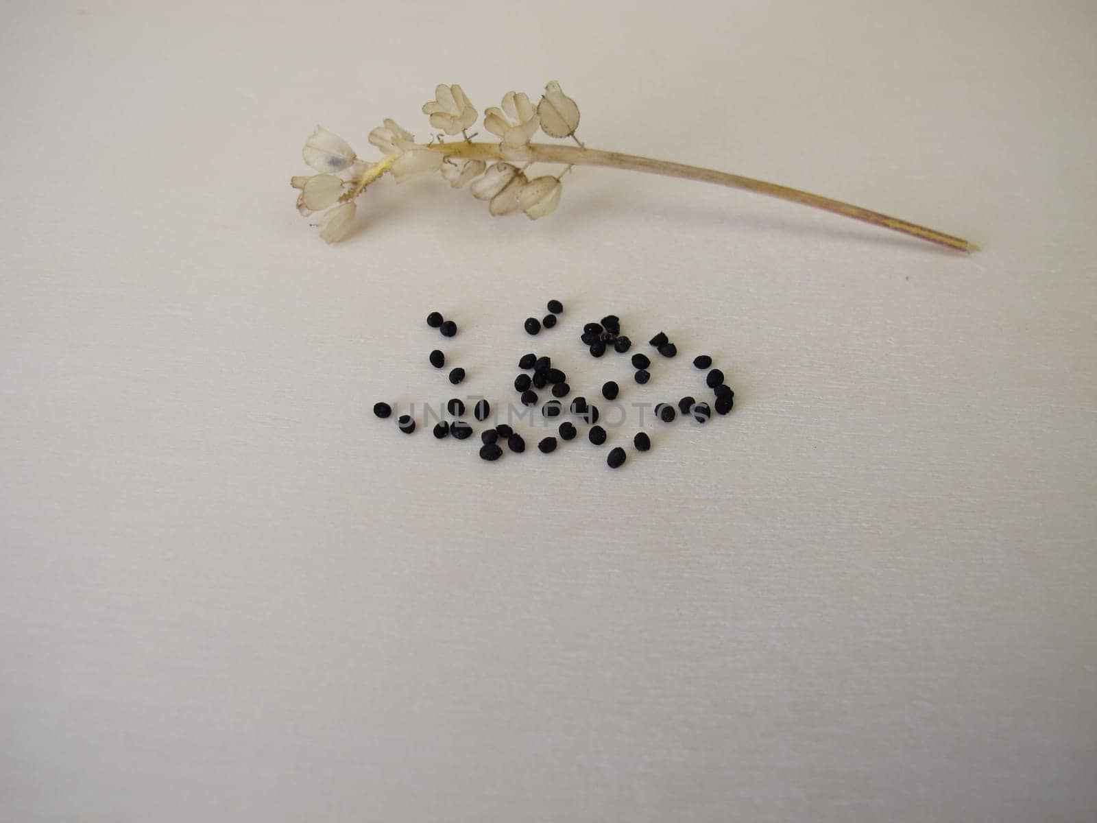 Black seeds from the grape hyacinth, Muscari armeniacum