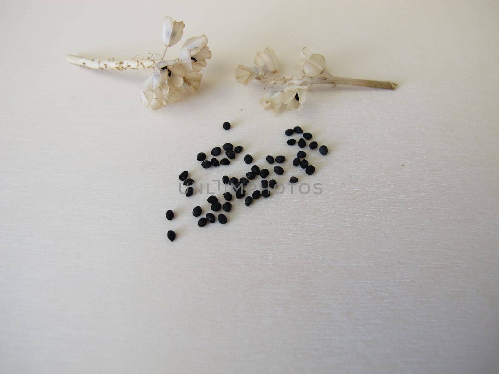 Black seeds from the grape hyacinth, Muscari armeniacum
