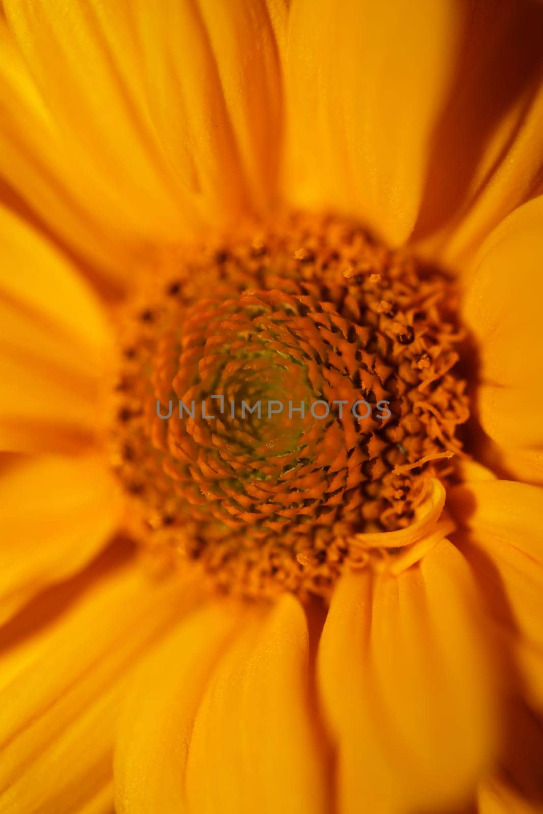 Yellow flower blossom close up botanical background heliopsis helianthoides family compositae big size metal prints high quality nature picture