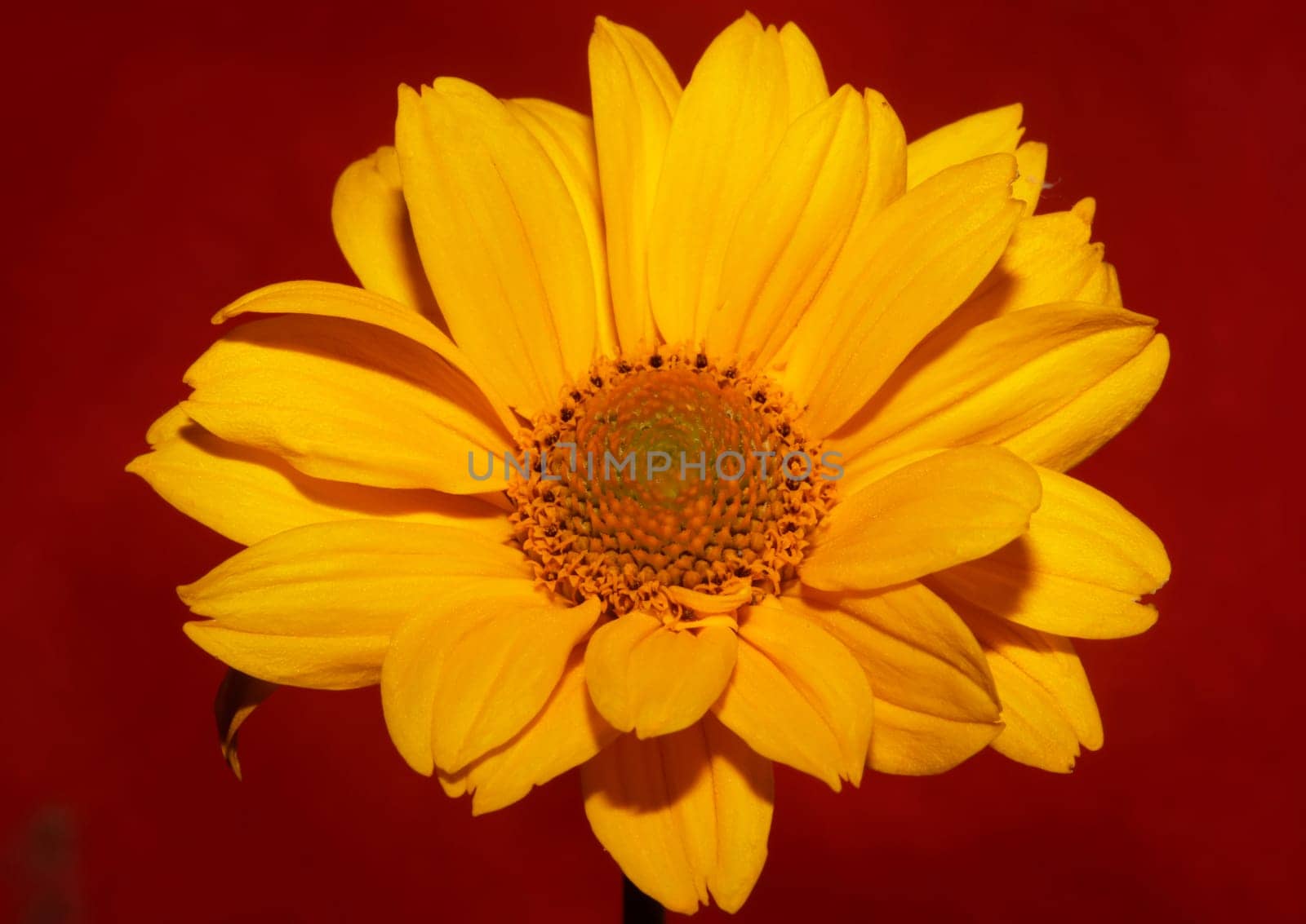 Yellow flower blossom close up botanical background heliopsis helianthoides family compositae big size metal prints high quality nature picture