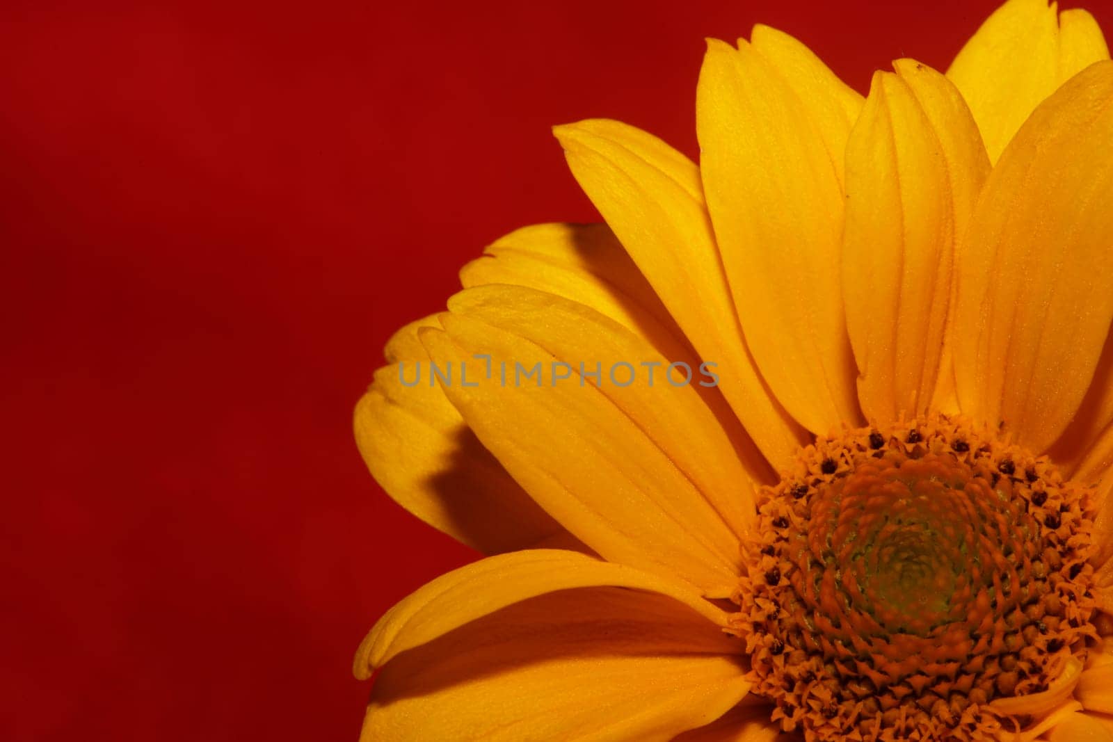 Yellow flower blossom close up botanical background heliopsis helianthoides family compositae big size metal prints high quality nature picture