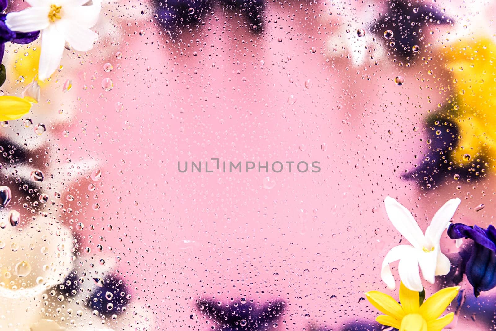 Floral background. Various daffodil flower heads, hyacinth blurred top view flat lay with water drops on the glass. Deep purple, pink, white, yellow colors. Copy space for text. High quality photo