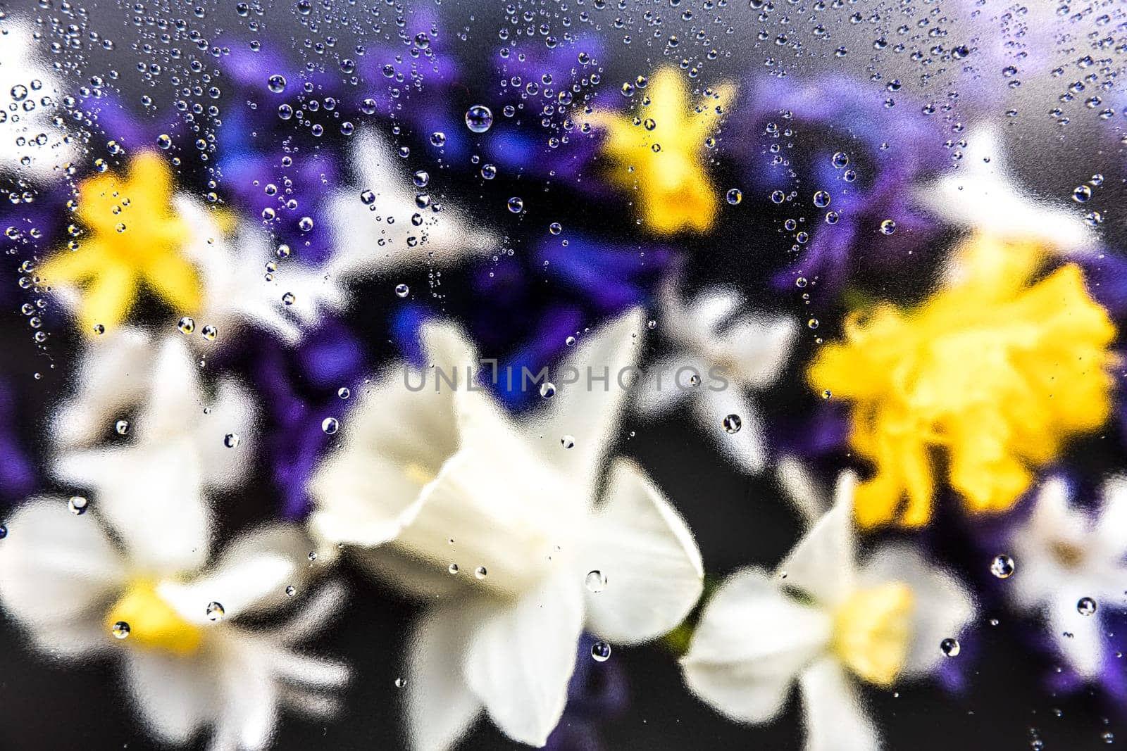 Floral background. Various daffodil flower heads, hyacinth blurred top view flat lay with water drops on the glass. Deep purple, pink, white, yellow colors. Copy space for text. High quality photo