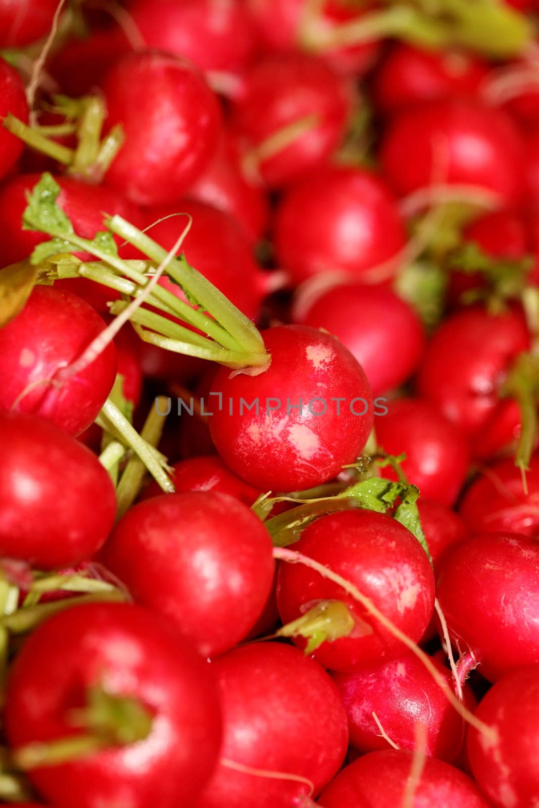 Radishes close up background modern high quality print Raphanus sativus family brassicaceae
