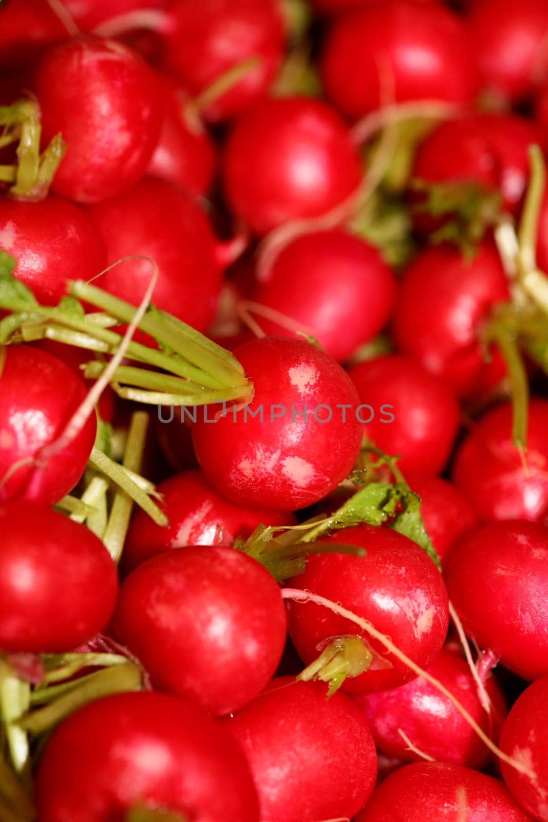 Radishes close up background modern high quality print Raphanus sativus family brassicaceae