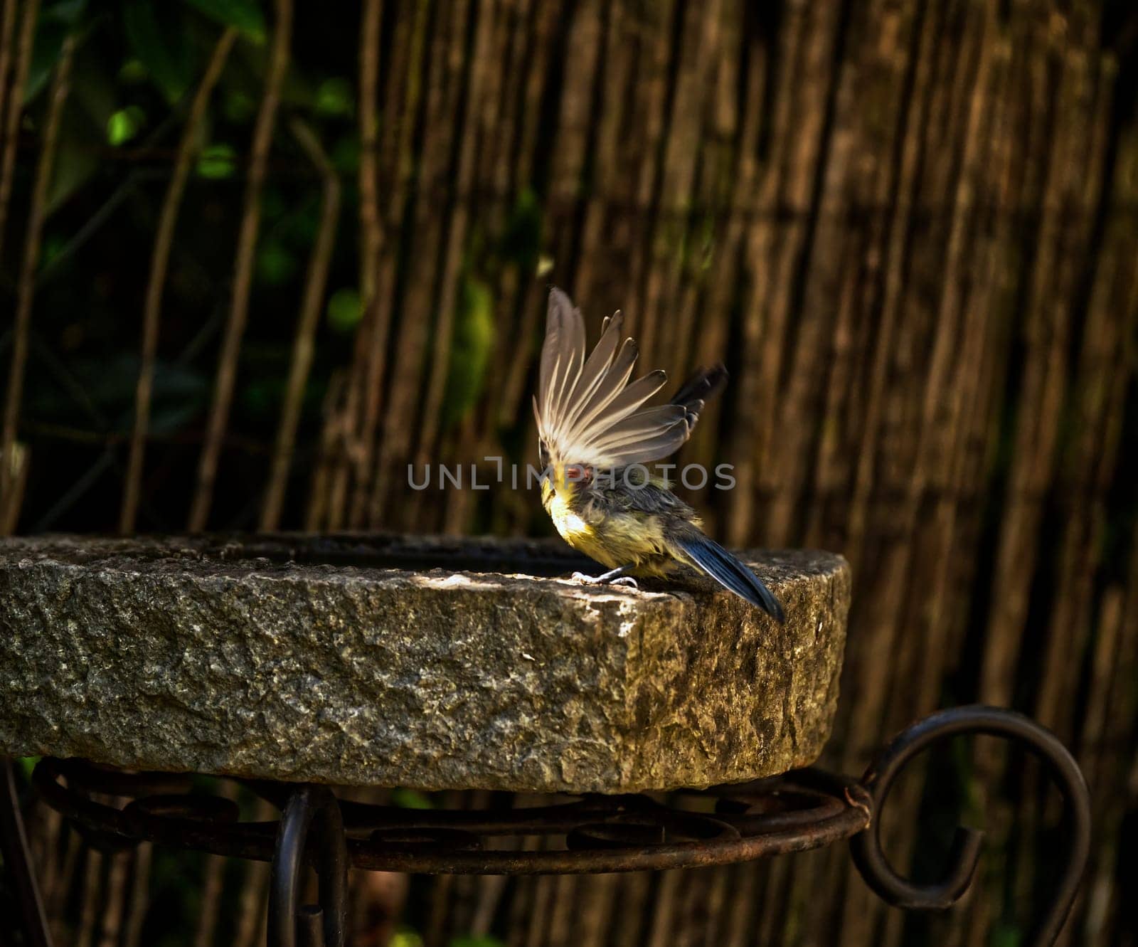 Tit on its way to the pool, spreading the wings