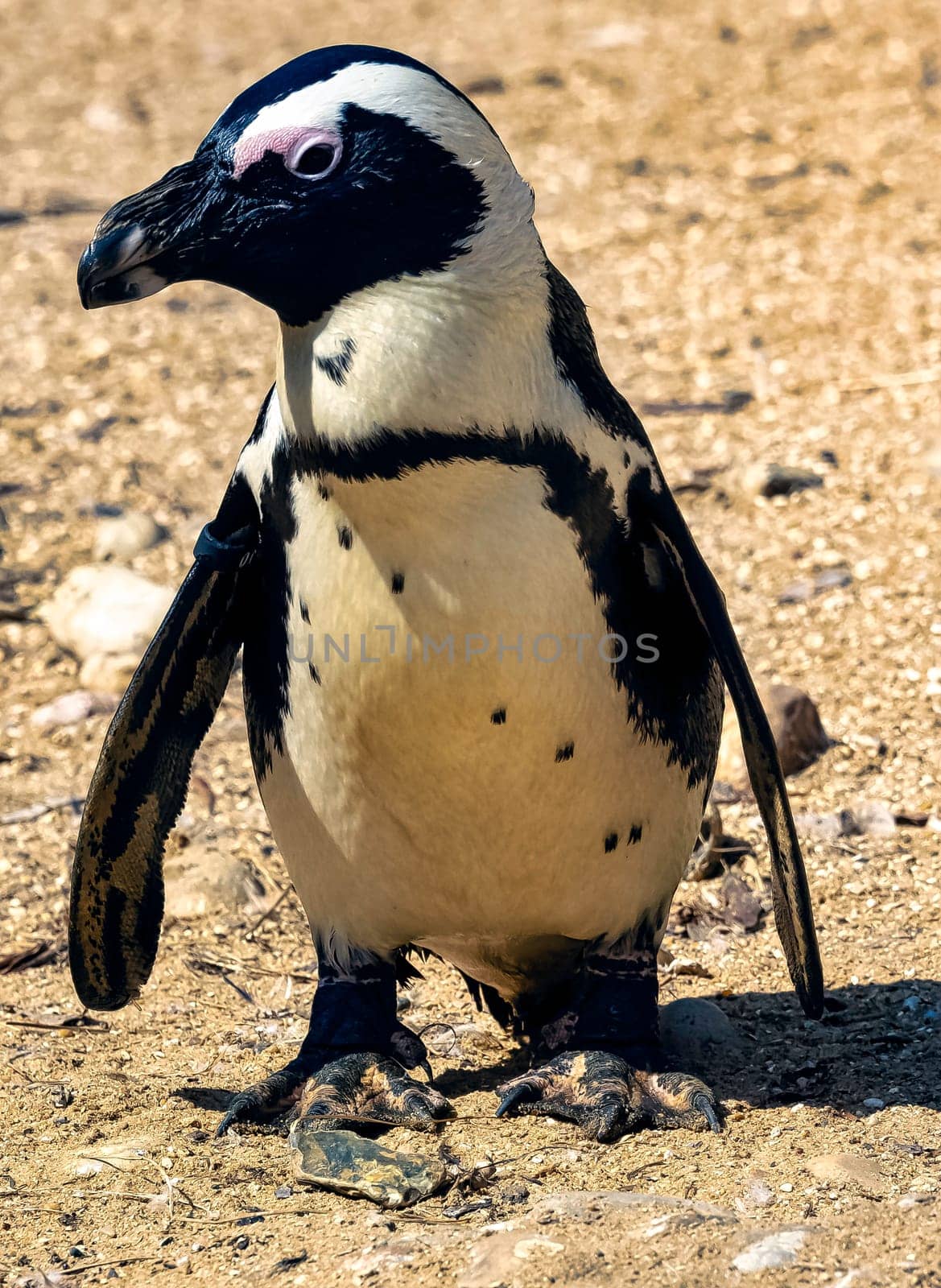 Humboldt penguin (Spheniscus humboldti)