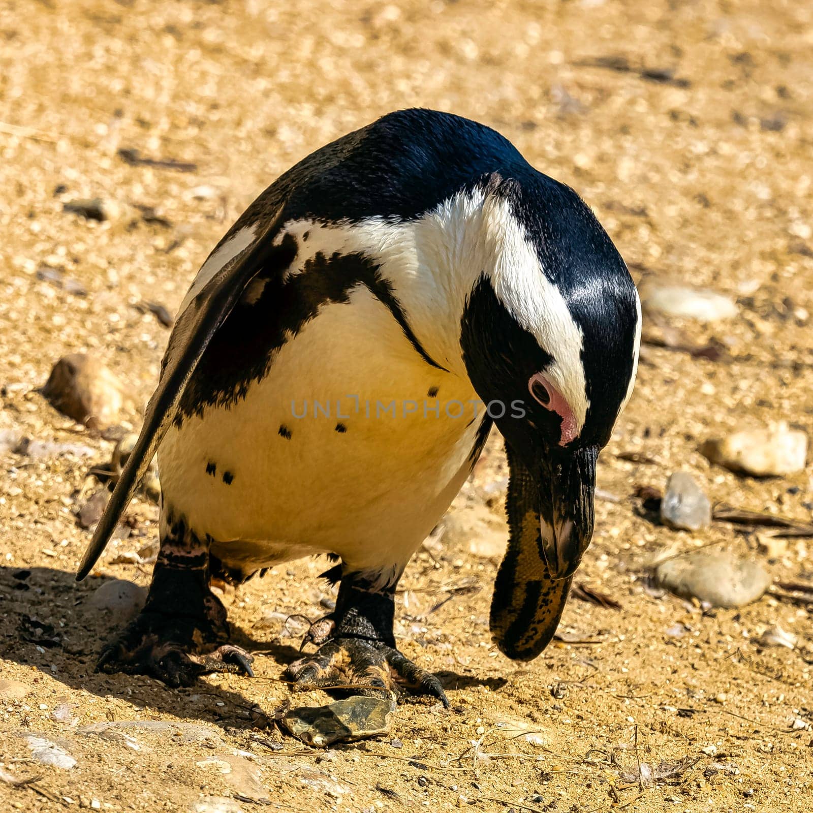 Humboldt penguin (Spheniscus humboldti)