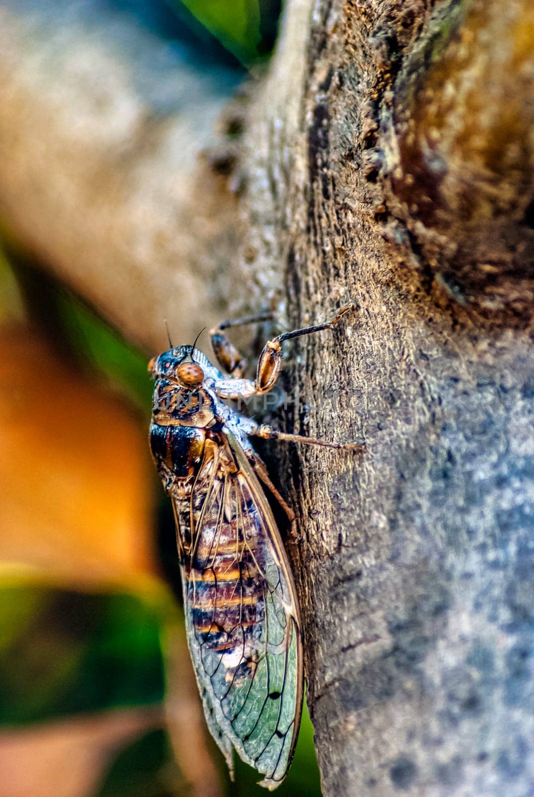 Cretan cicada (Cicada cretensis) - Gouves, Crete, Greece