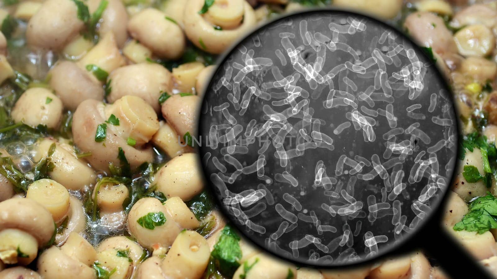 Searching for bacteria in mushrooms,Searching for bacteria in mushrooms