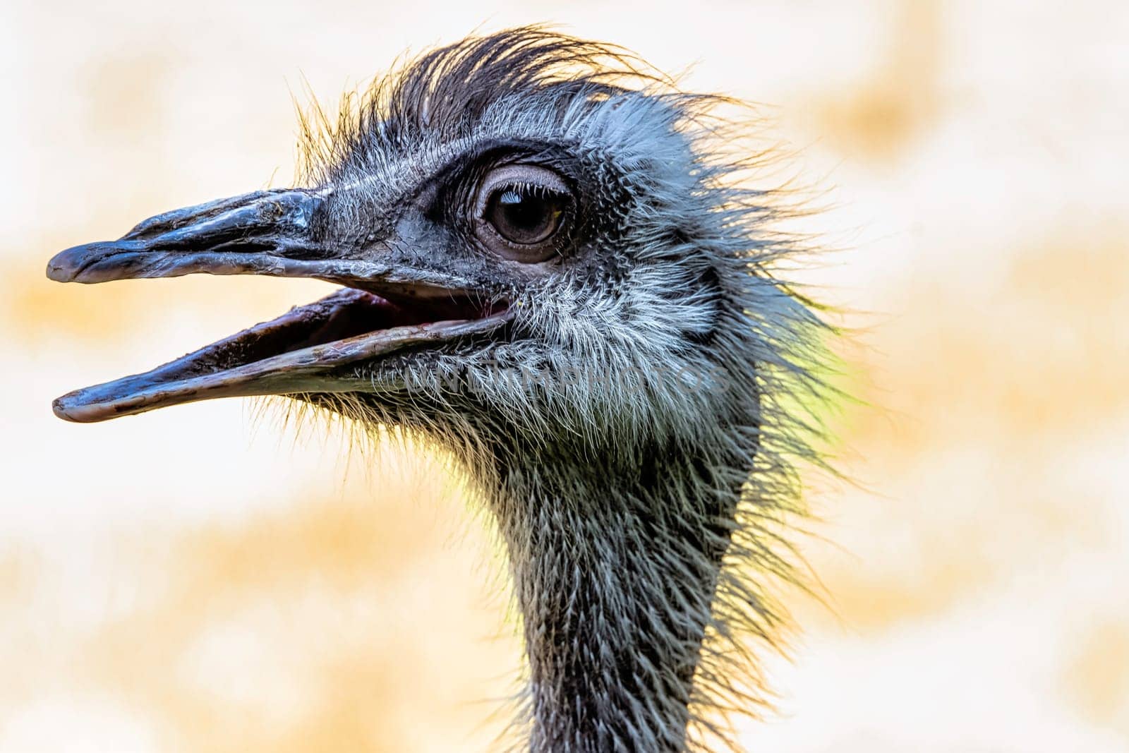 Wild female common ostrich (Struthio camelus) - Kenya