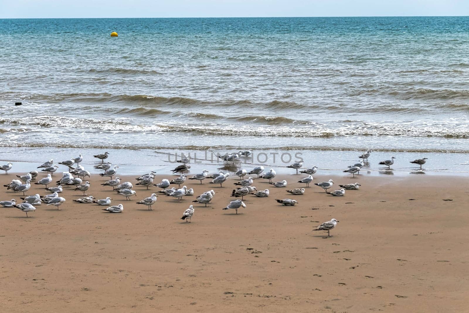 Group of European herring gulls (Larus argentatus) on the beach in Dymchurch, Kent, United Kingdom