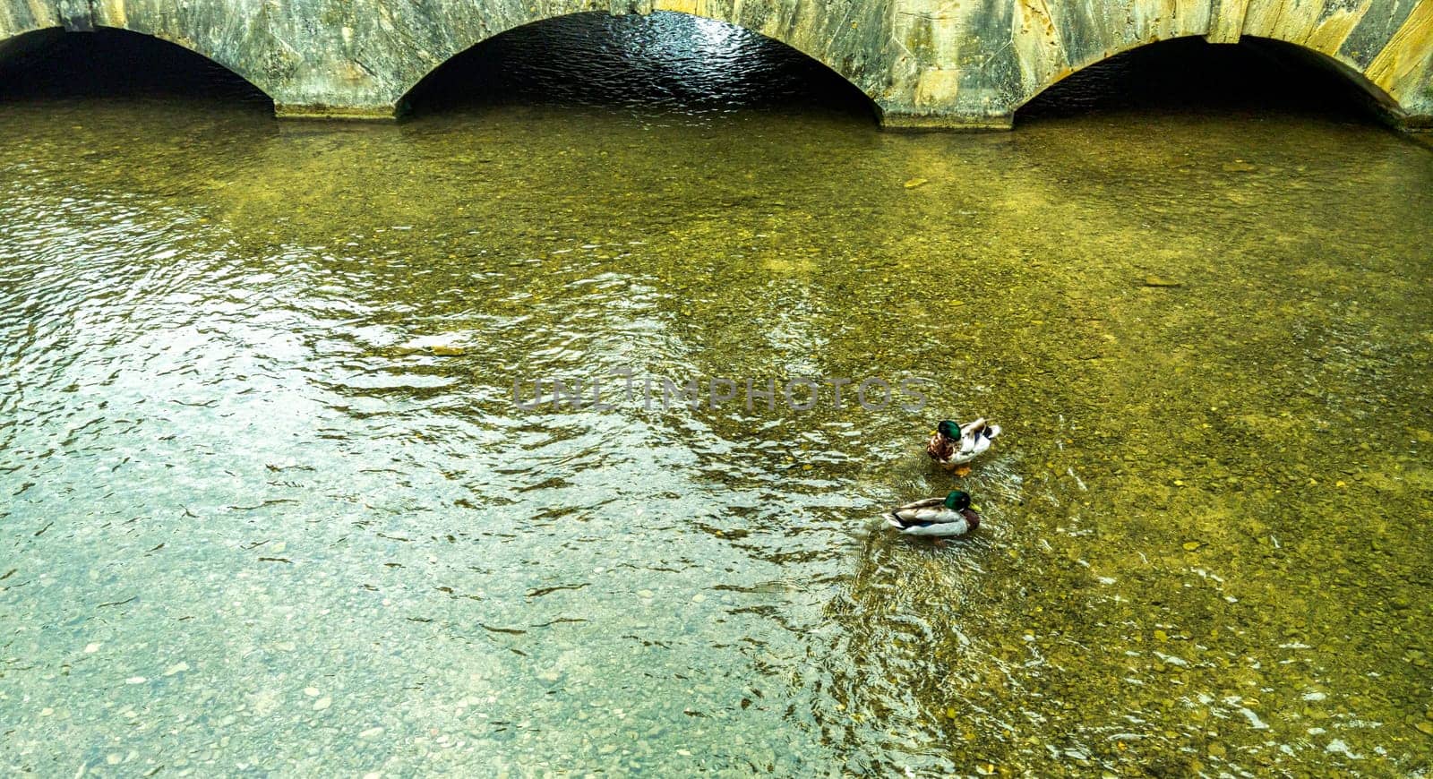 Mallards known as wild duck (Anas platyrhynchos) swimming in the River Windrush - Bourton-on-the-Water, Gloucestershire, United Kingdom