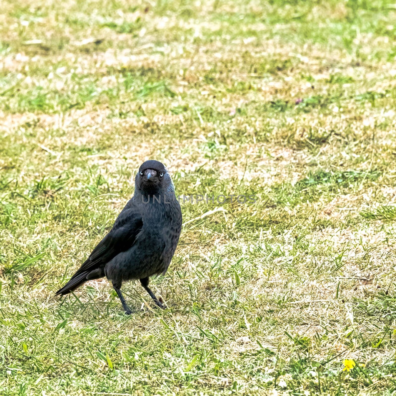 Coloeus monedula also known as the Eurasian, European or western jackdaw - Dover, Kent, United Kingdom