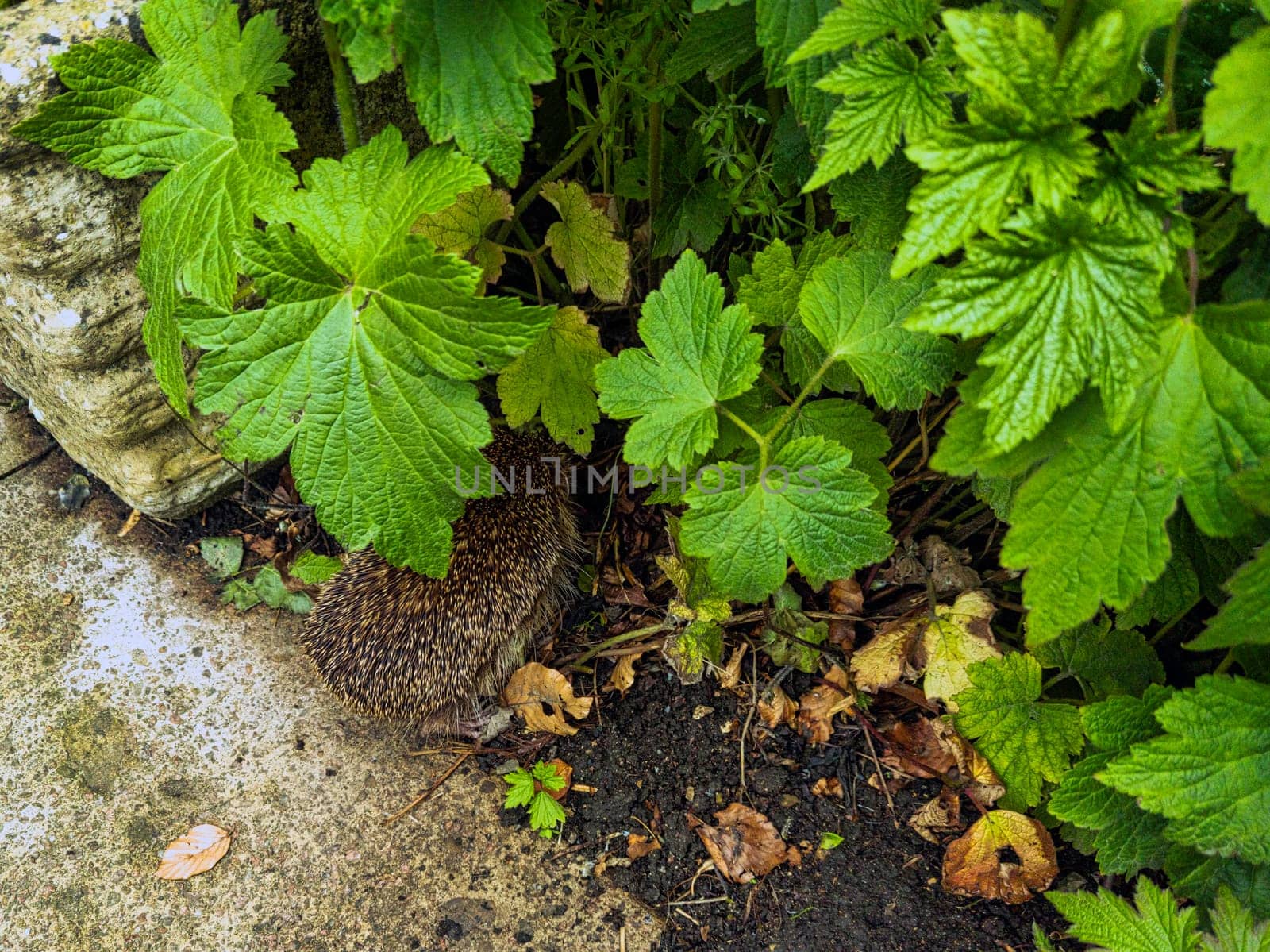 European hedgehog (Erinaceus europaeus), also known as the West European or common hedgehog - Bibury, Gloucestershire, United Kingdom