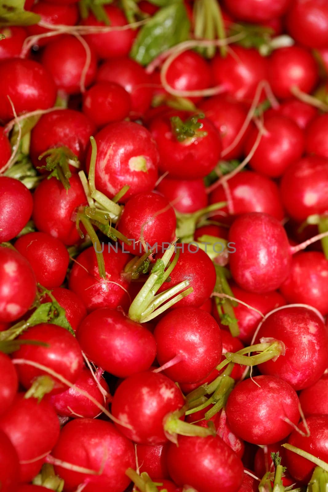 Radishes close up background modern high quality print Raphanus sativus family brassicaceae