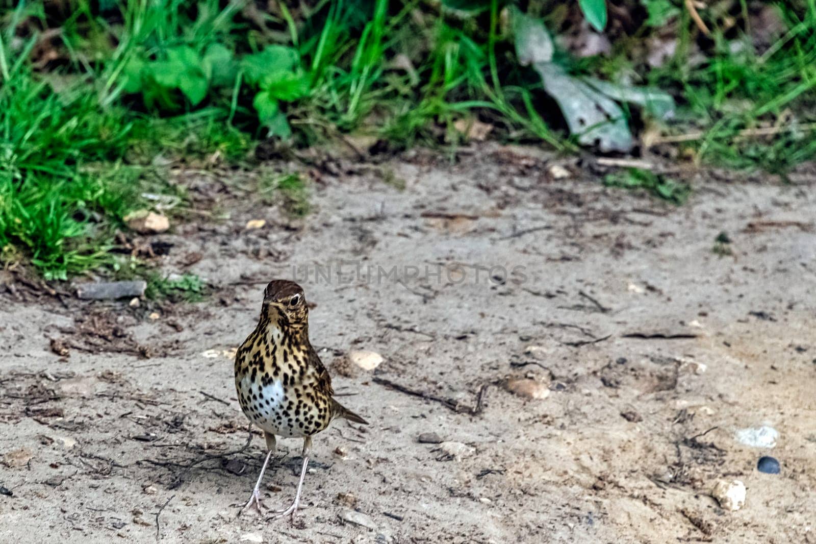 Female Eurasian blackbird (Turdus merula) known as common blackbird  in Windsor Great Park, United Kingdom