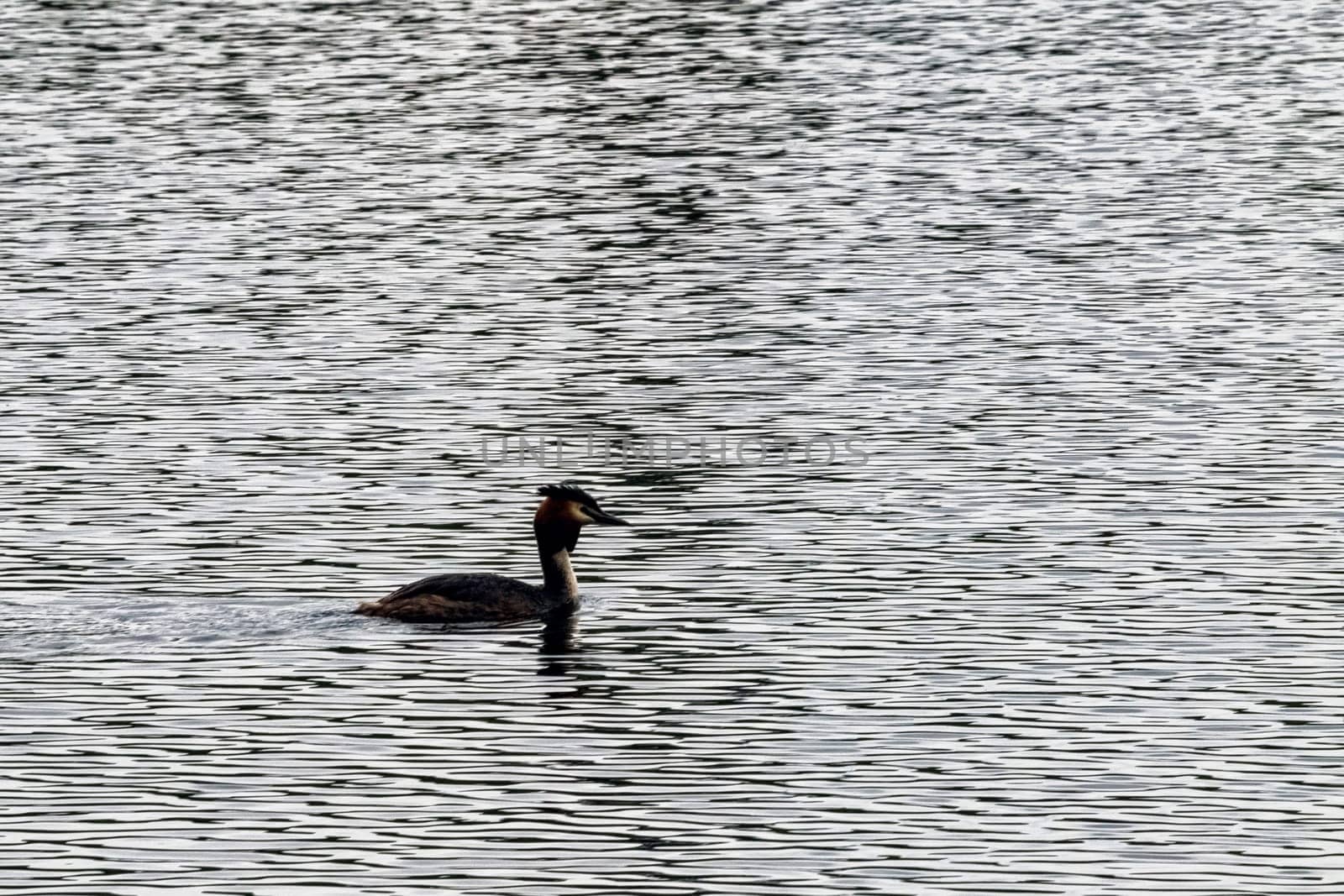 Great crested grebe (Podiceps cristatus) swimming in Virginia Water Lake, Windsor Great Park, United Kingdom