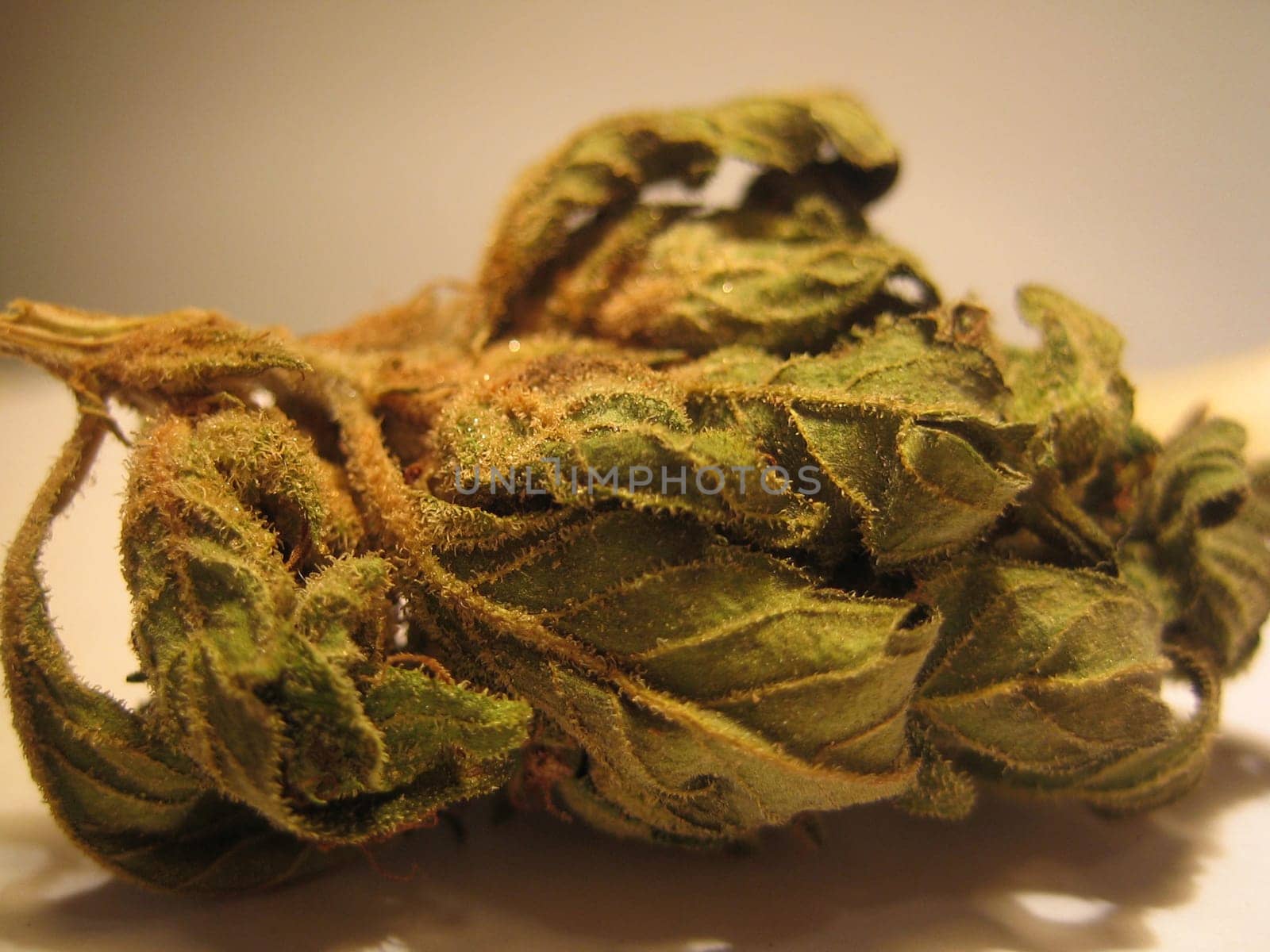 Cannabis medical marihuana creta greece retro background matala 2006 vintage shoot