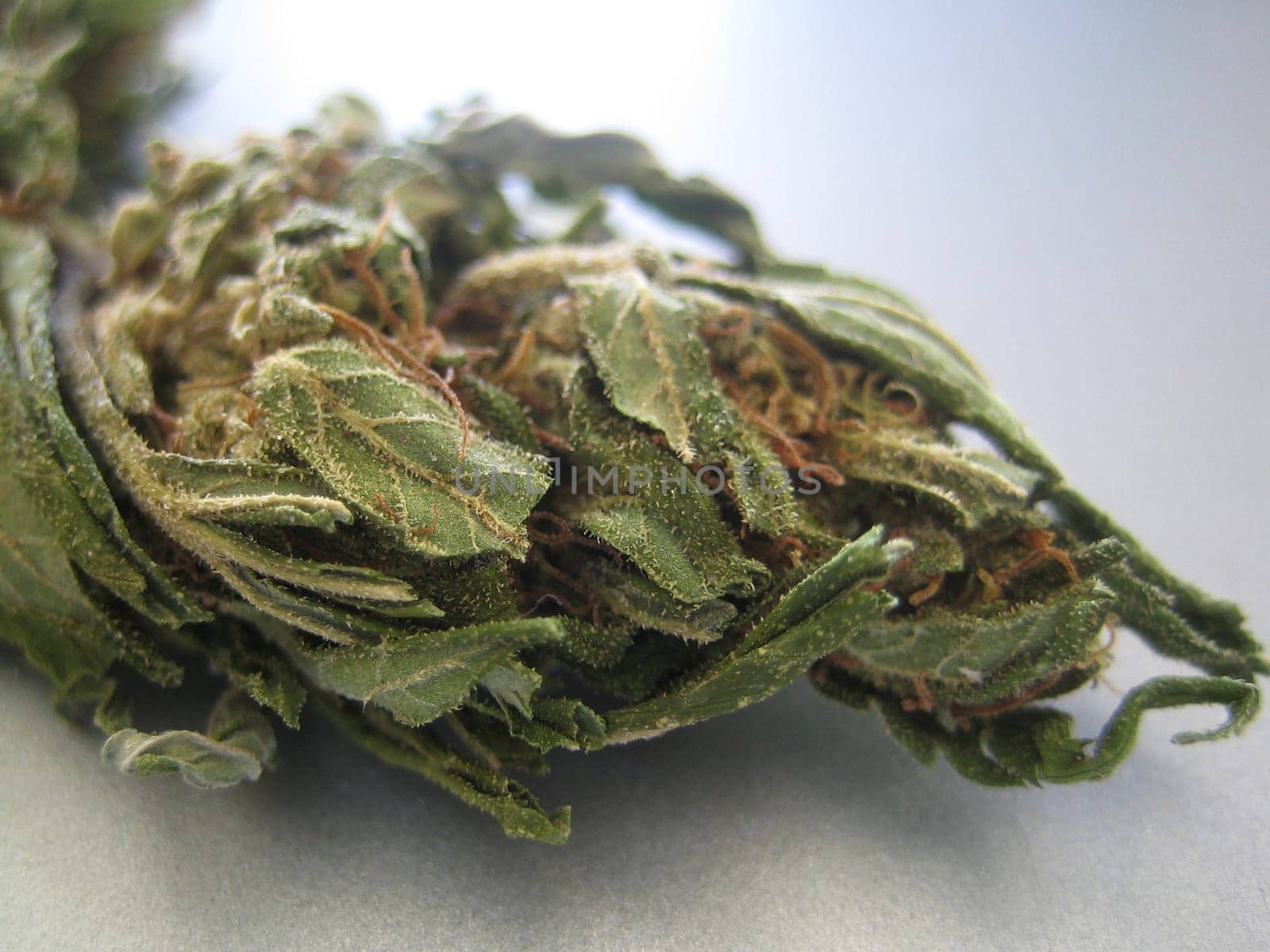 Cannabis retro in creta island hippie super lemon haze vintage illegal background prints