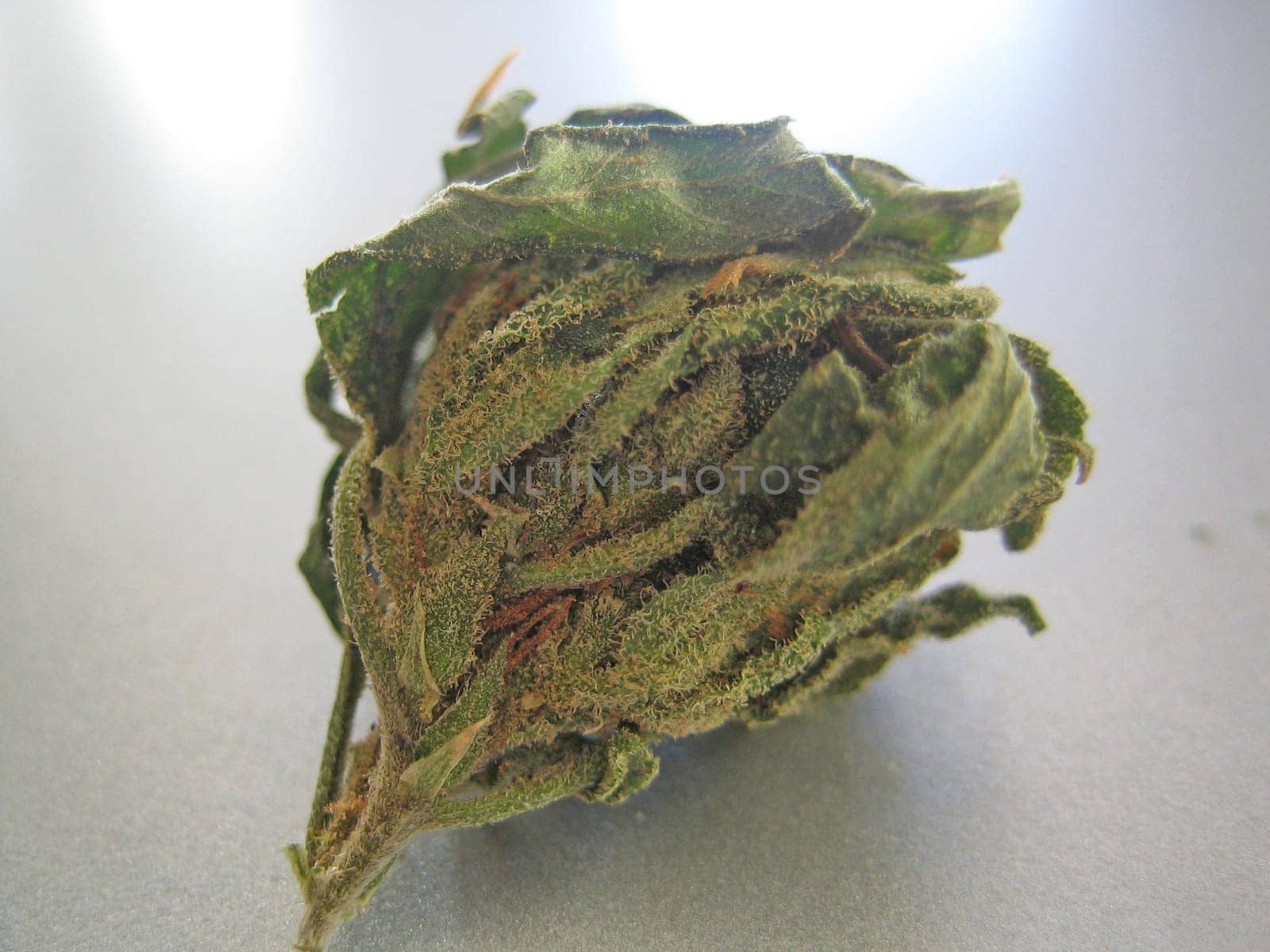Cannabis retro in creta island hippie super lemon haze vintage illegal background prints