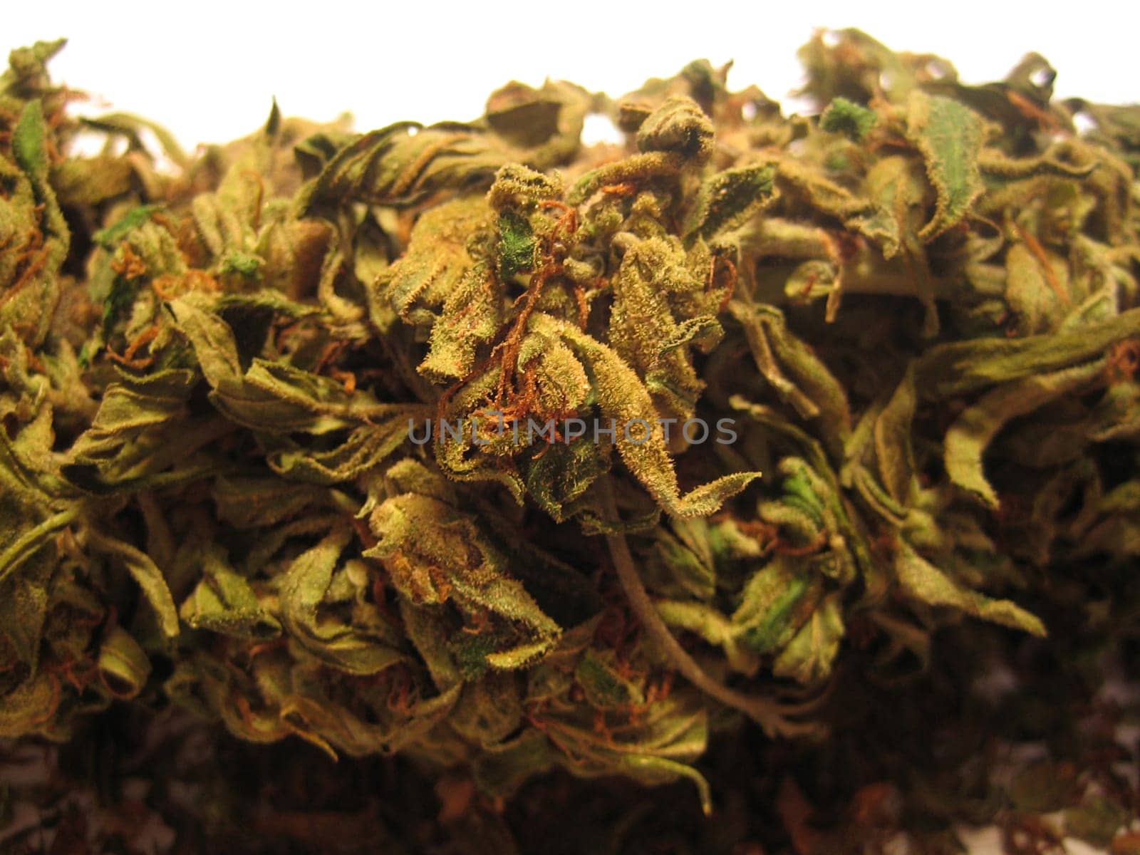 Cannabis medical marihuana creta greece retro background matala 2006 vintage shoot