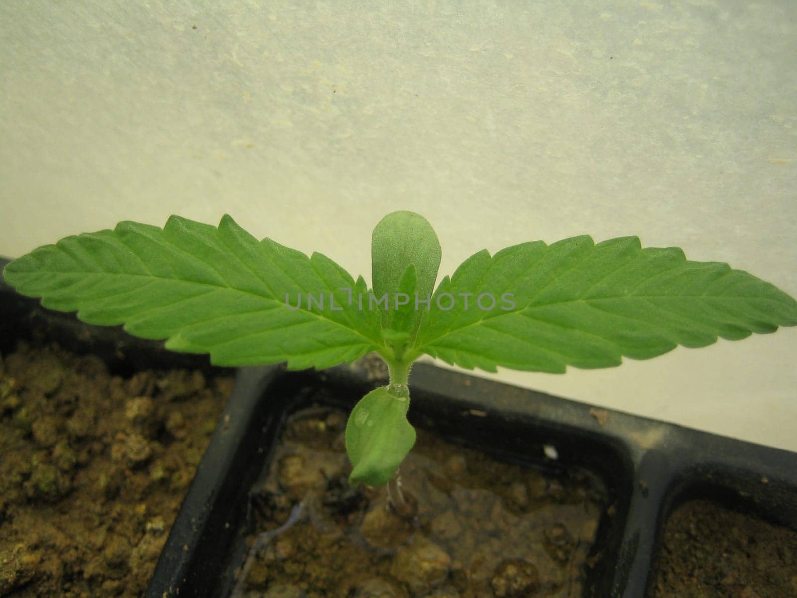 Cannabis medical marihuana creta greece retro background matala 2006 vintage shoot