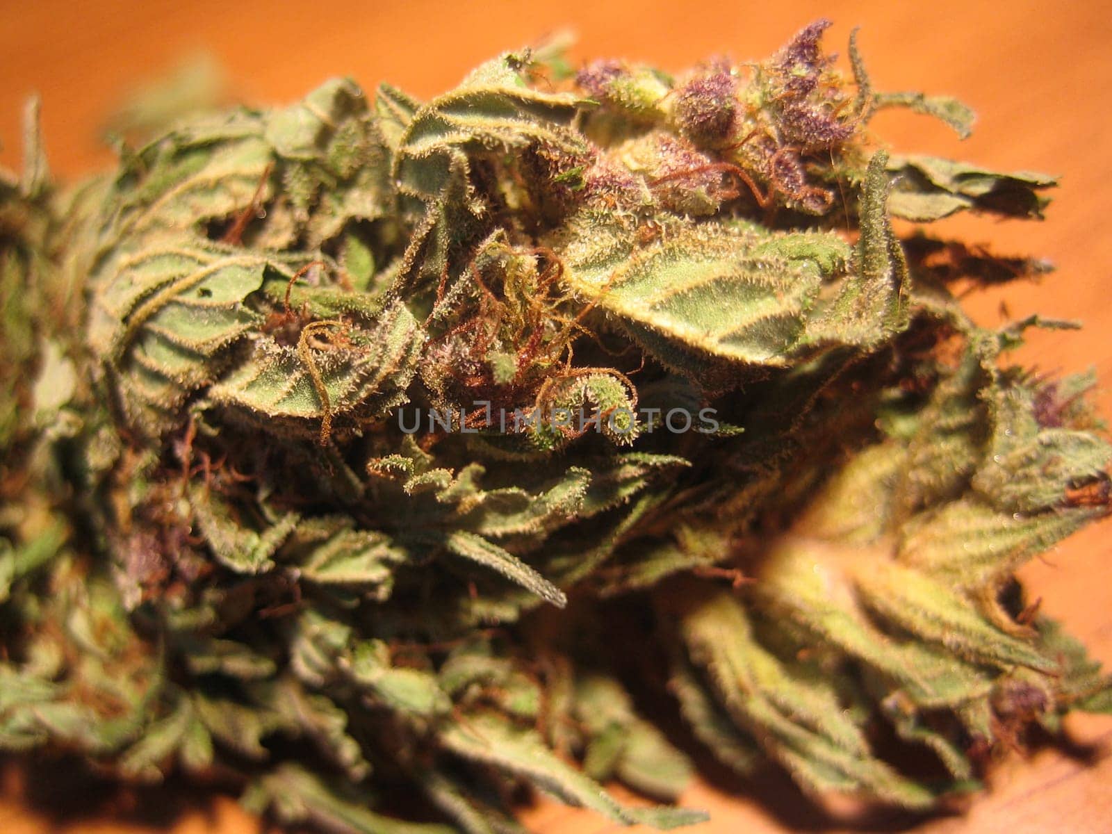 Cannabis retro in creta island hippie super lemon haze vintage illegal background prints