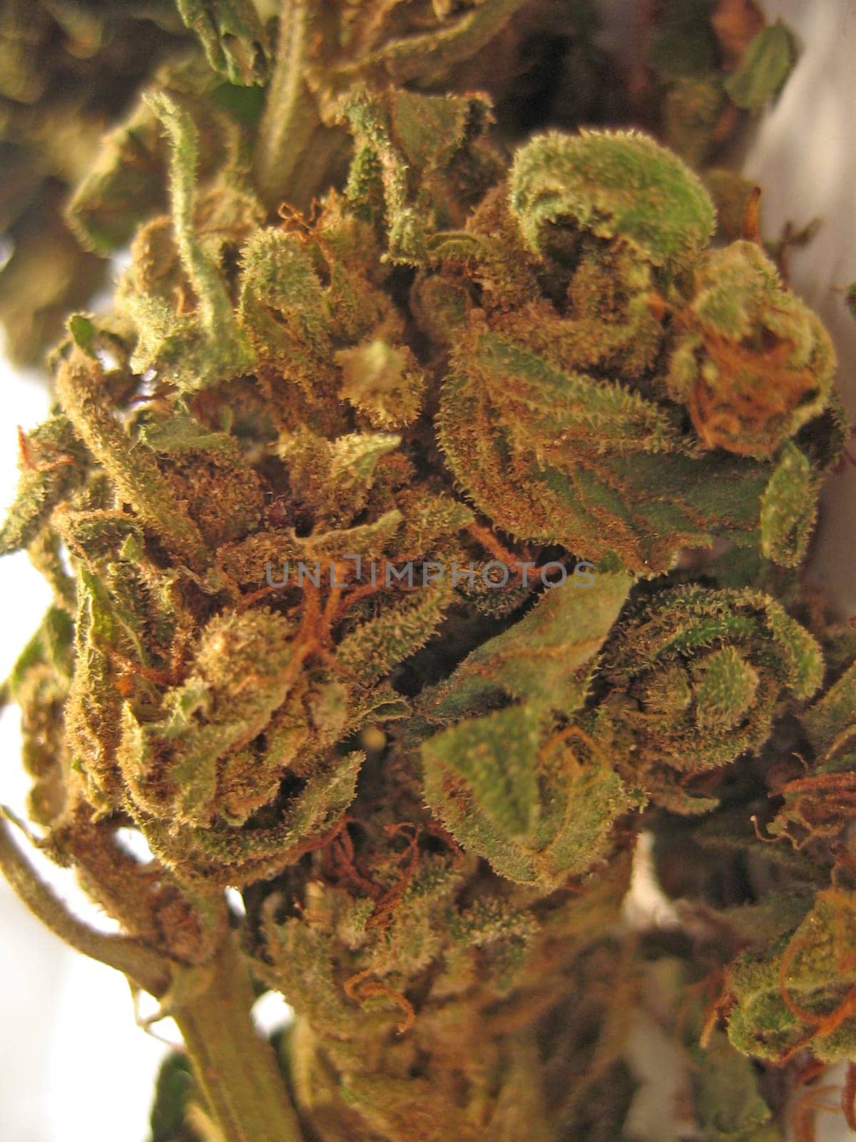 Cannabis medical marihuana creta greece retro background matala 2006 vintage shoot