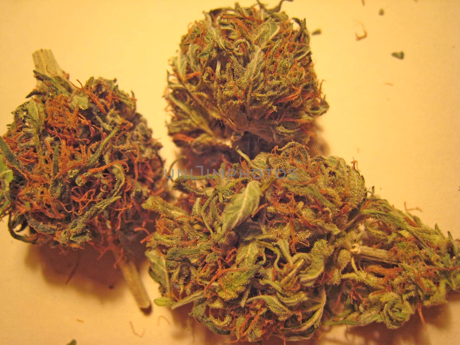 Cannabis retro in creta island hippie super lemon haze vintage illegal background prints