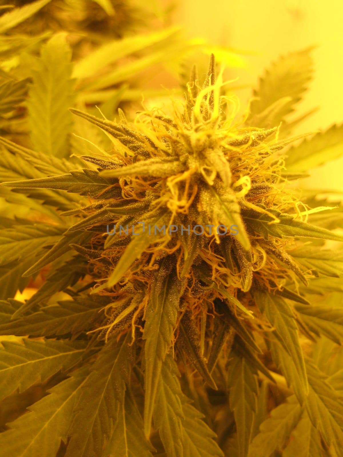 Cannabis retro in creta island hippie super lemon haze vintage illegal background prints