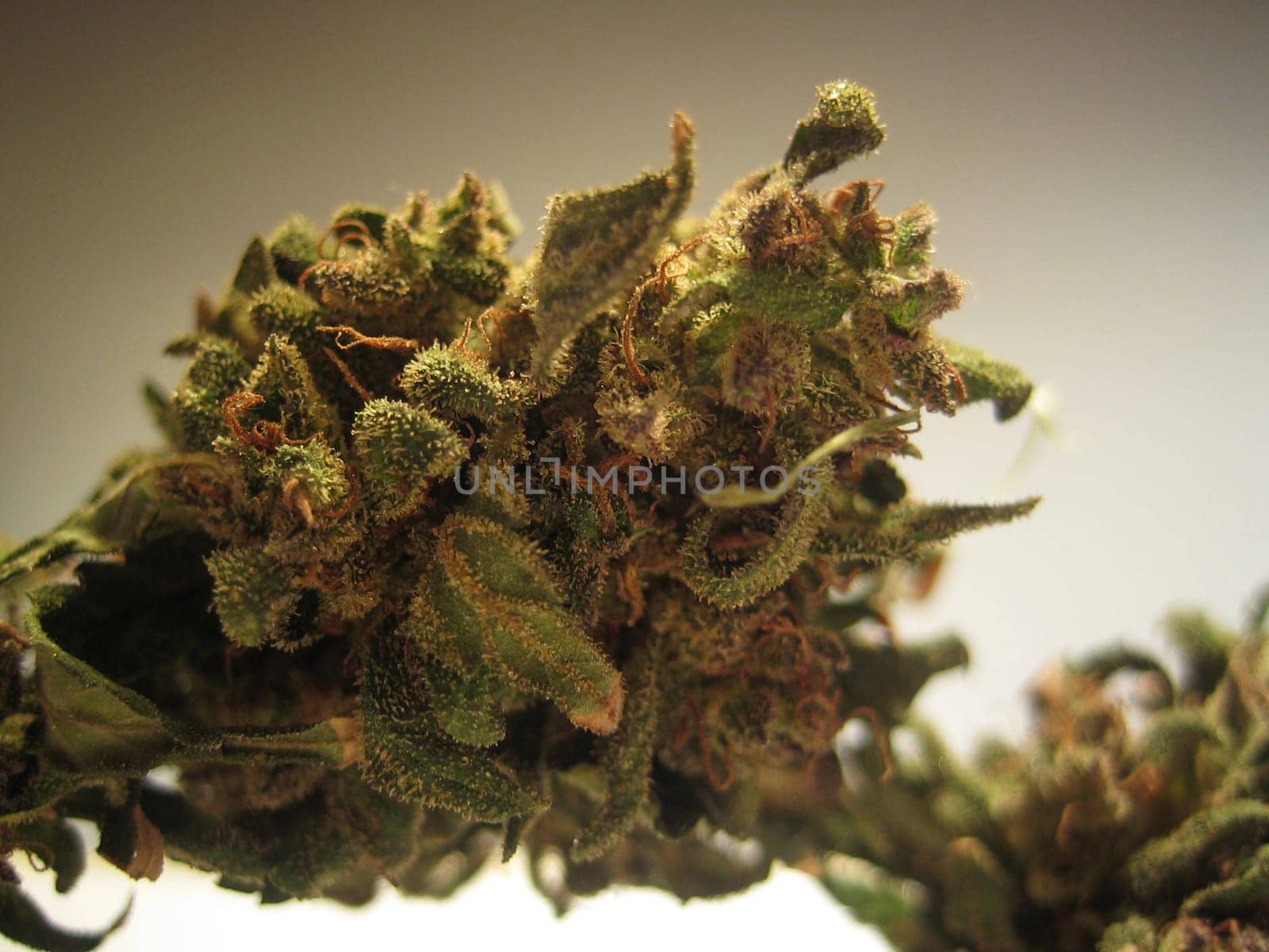 Cannabis medical marihuana creta greece retro background matala 2006 vintage shoot