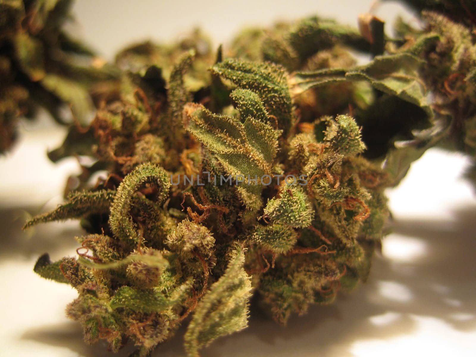 Cannabis medical marihuana creta greece retro background matala 2006 vintage shoot