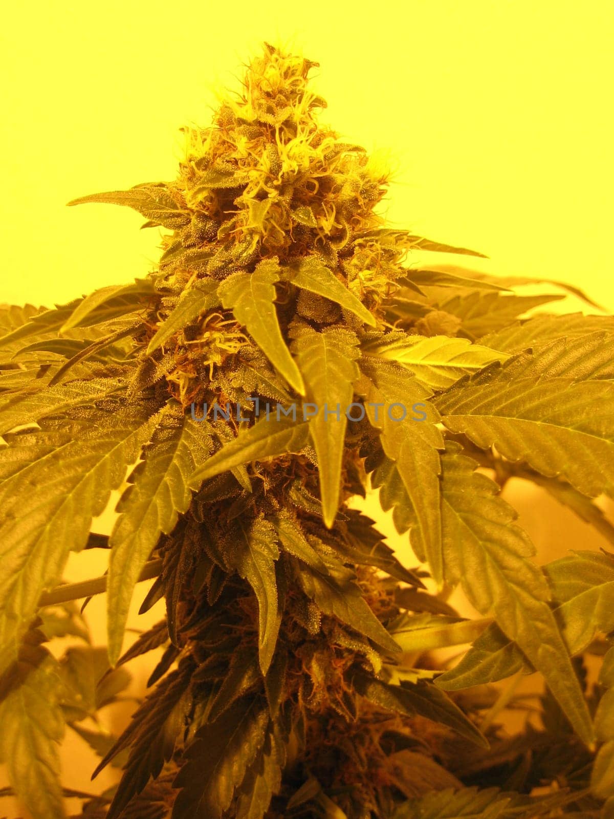Cannabis retro in creta island hippie super lemon haze vintage illegal background prints