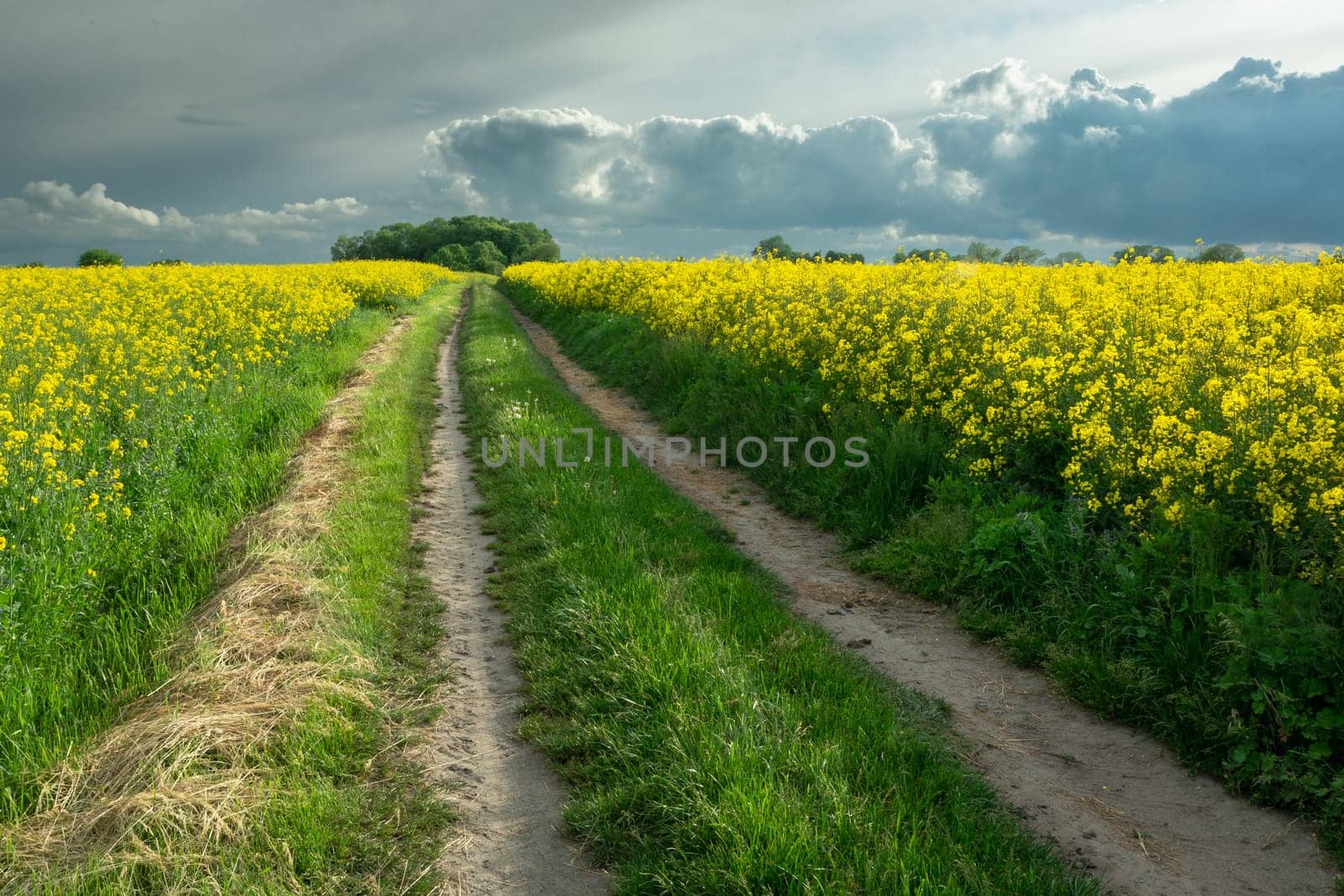 Dirt road through rape fields and cloudy sky, Czulczyce, Poland
